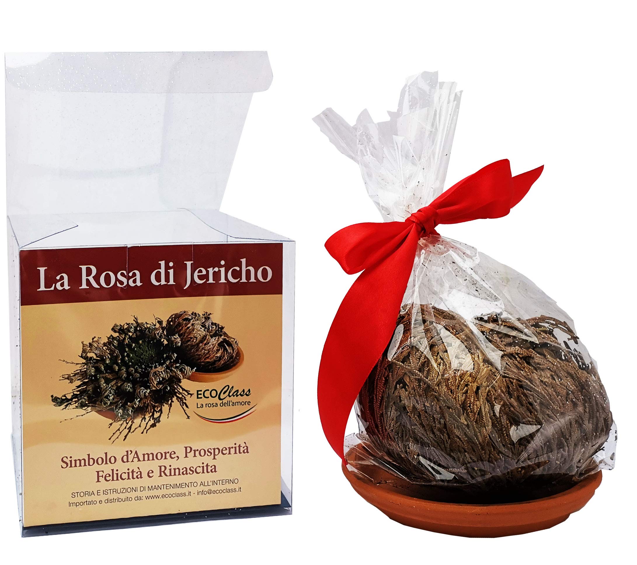 Rose de Jericho pack d'économie de 4