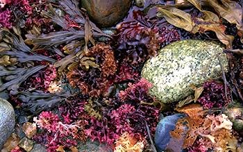 Amazon.co.jp: meravi メラヴィ 美容液 & クリーム セット : ビューティー