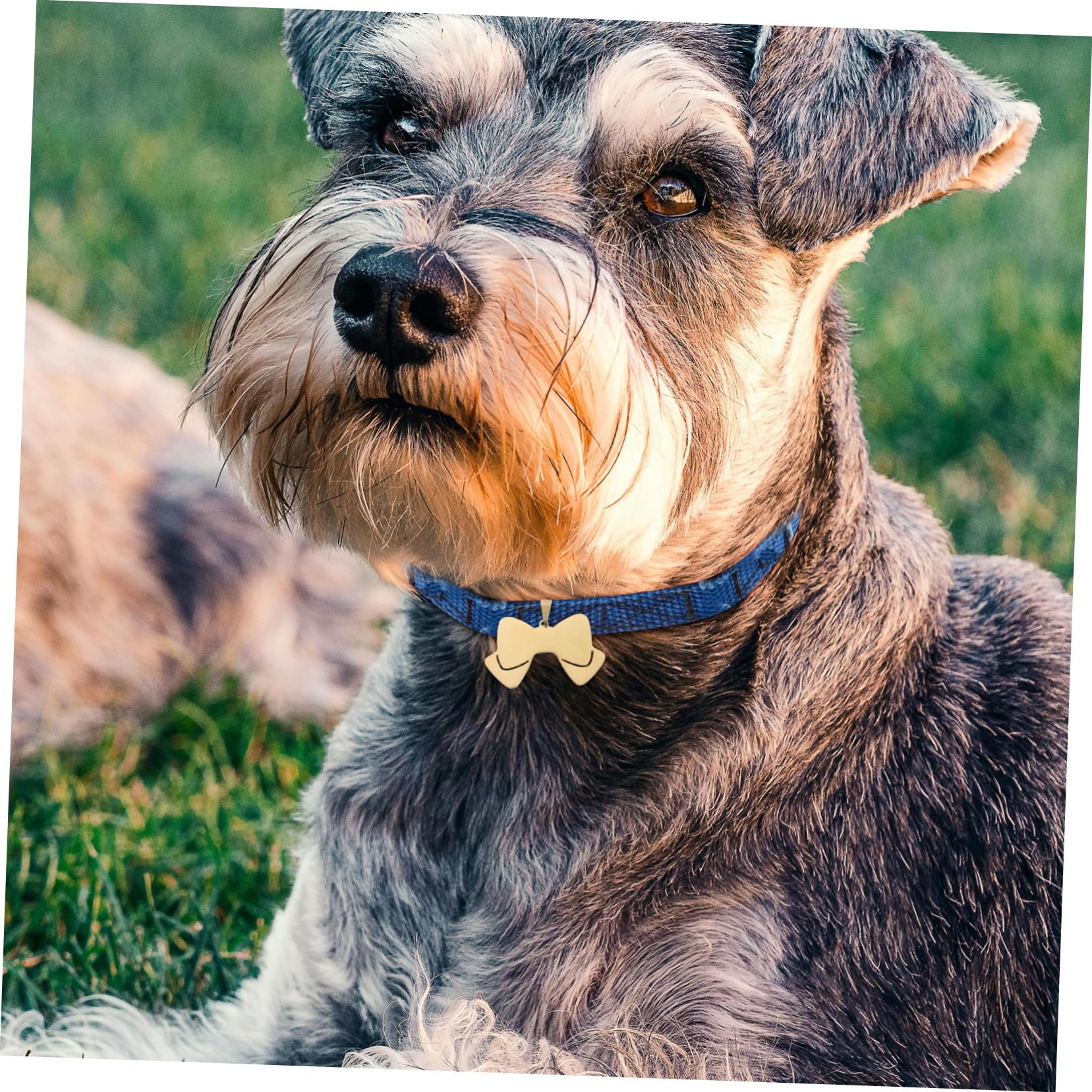 VANZACK Etiquetas De Identificación Perros Inoxidable Lazo Personalizable Mascotas Resistentes Rayones 5 Piezas X 4