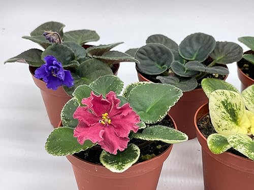 Miniatura 5 de BubbleBlooms Harmony's African Violets - Juego surtido de macetas de 4 pulgadas, 5 plantas de violeta africana diferentes, Natural