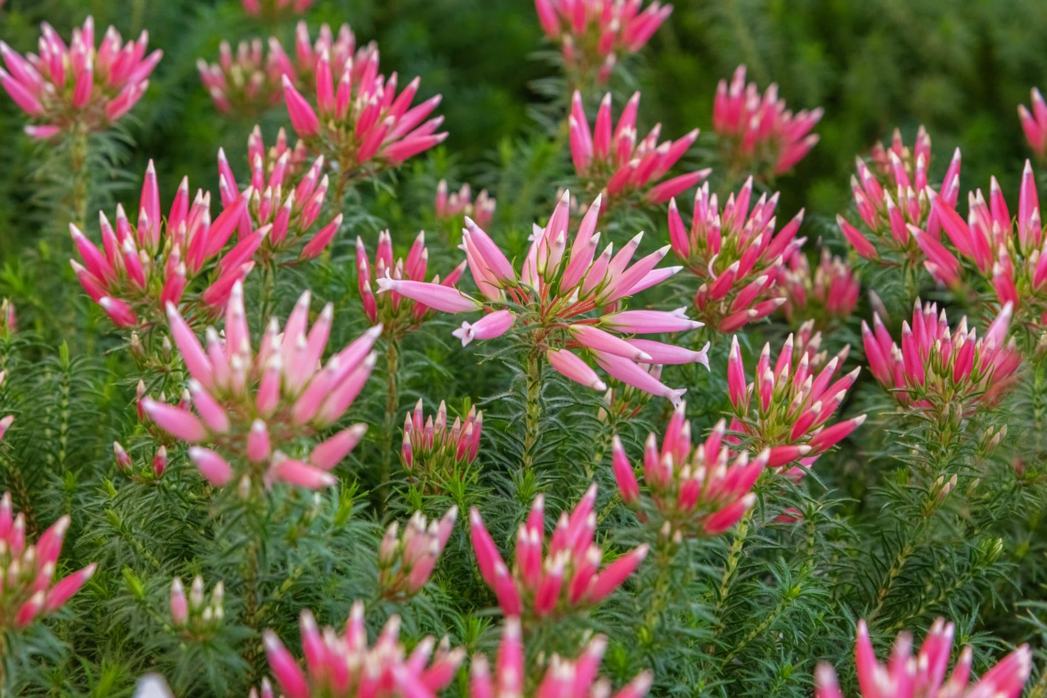 POWERS TO FLOWERS - ERICA CALLUNA COLOR LIFE ARANCIONE, 3 PIANTE Piante Vere B0bhd3z5lx 2