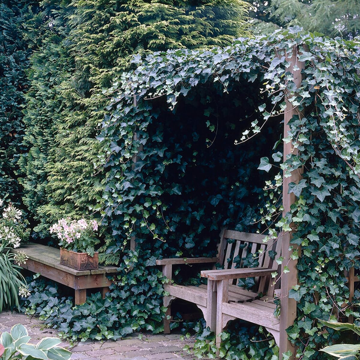 Bloomique - Lot de 2 - Hedera Hibernica - Lierre à grandes feuilles - Persistant - Plantes grimpantes - Plantes de jardin - Rustiques - Pot 15cm - 70-80cm de Haut