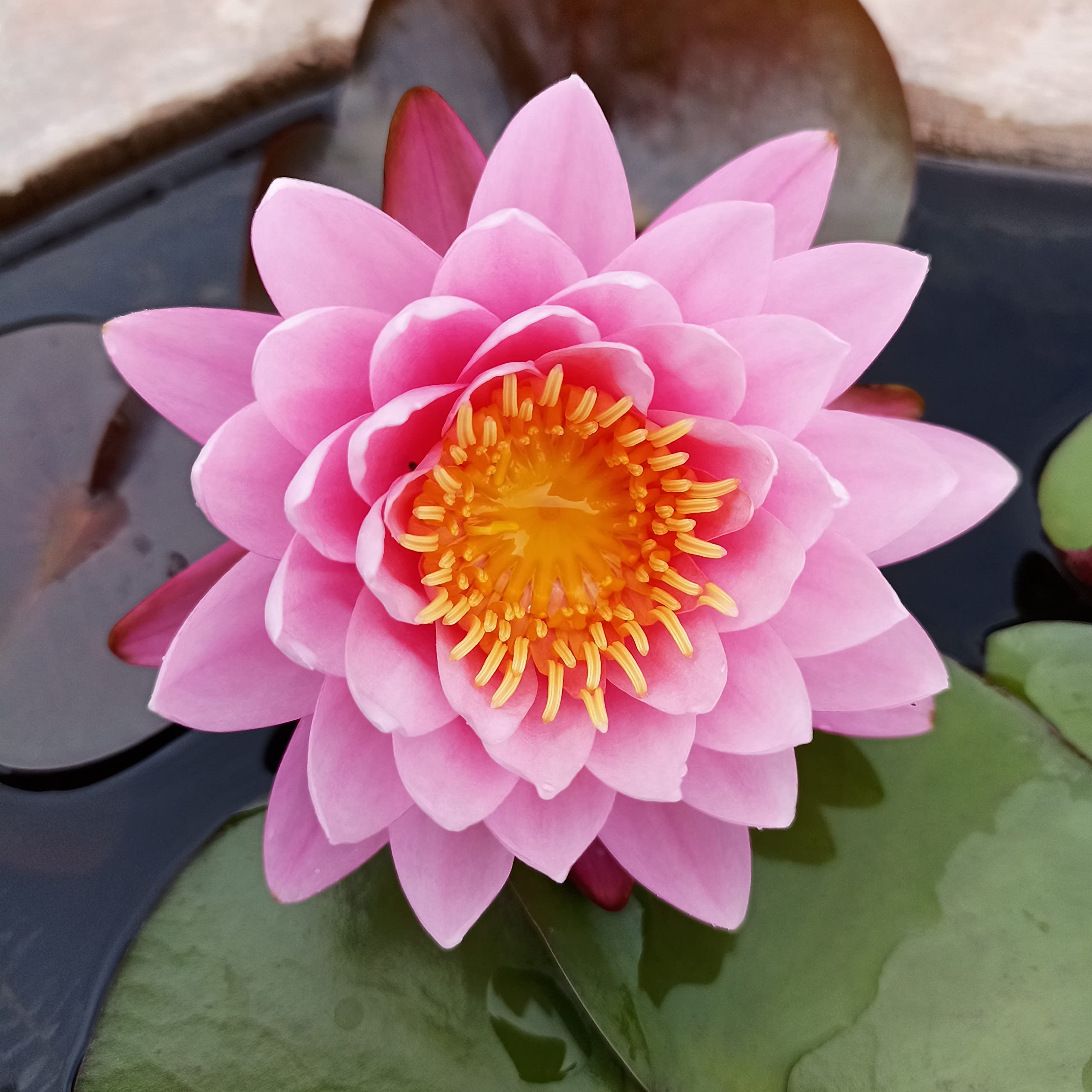 See full amazon price history chart for Lily Pond Store - Supranee Pink Live Hardy Waterlily Plant Lily Pond Store - Supranee Pink Live Hardy Waterlily Plant (B09ZRJXHMJ) Amazon Price History, Amazon Price Tracker