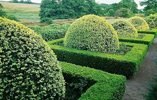 Miniatura 7 de Buxus Microphylla - 3 plantas grandes de boj vivas de tamaño de galón - Arbusto formal de hoja perenne de bajo mantenimiento