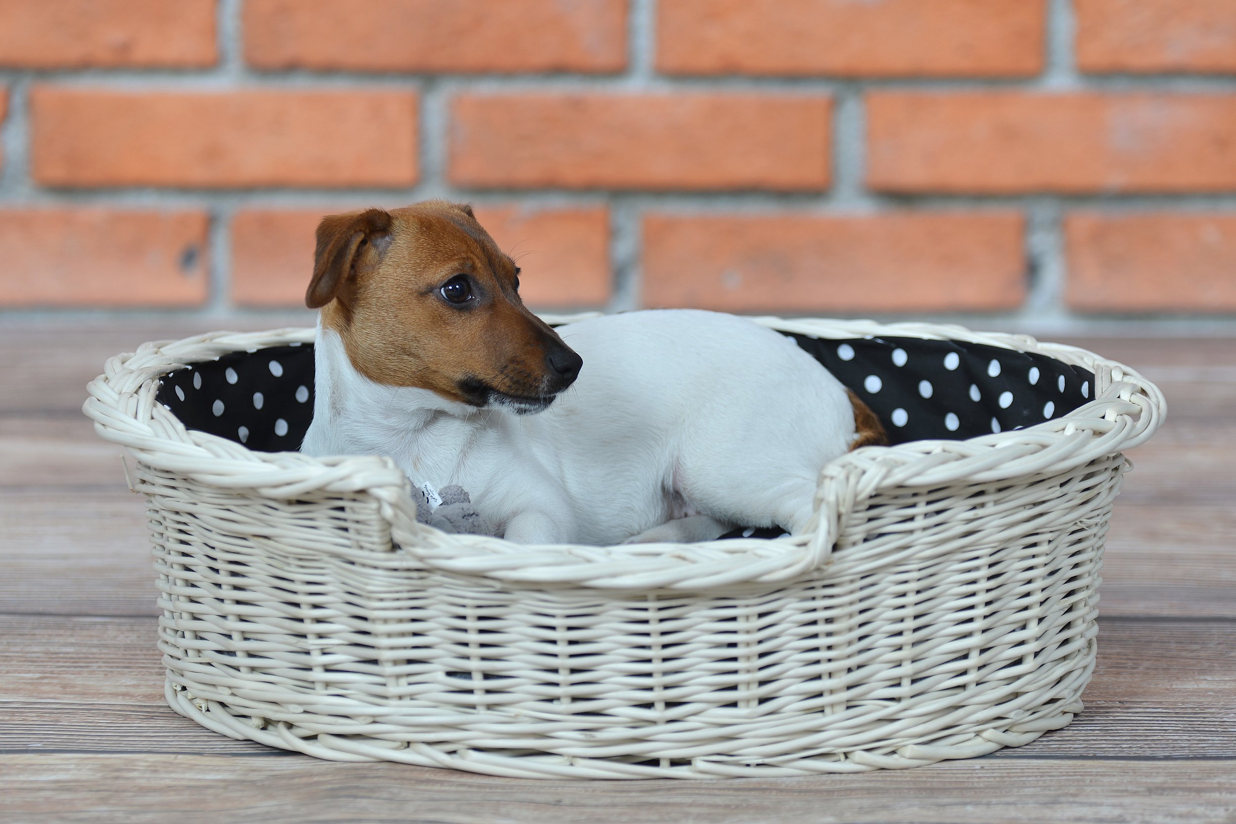 Cojinete de Mimbre para un Perro/Gato con un cojín Suave, una Tumbona para Animales, almacenes de Gatos/Perros, Cama para Perros/Cama para Gatos