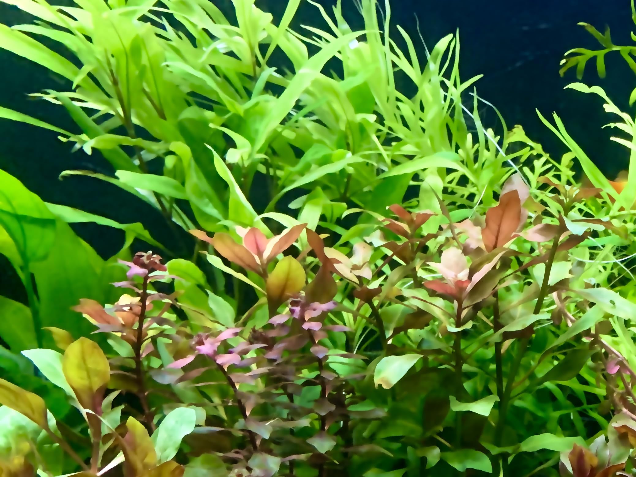 Daxton-Plant - 10 Bund Wasserpflanzen Mix - Aquarim - Pflanzen - gegen Algen - 10 Bund Pflanzen