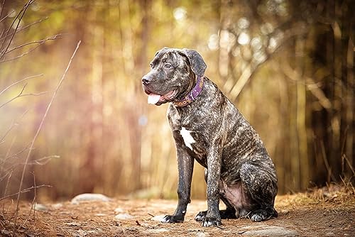 Miniatura 6 de Angel Pet Supplies - Collar de cuero genuino para perro San Antonio, perfecto para perros medianos, grandes y XL, hebilla de acero inoxidable, cuero