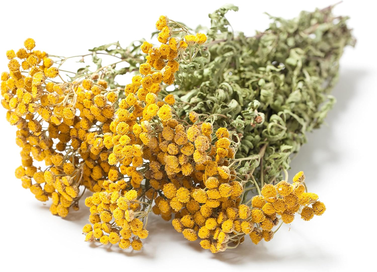 Organic Tansy Plant, (Tanacetum vulgare) 2.5-inch Pot - Bitter Buttons, Common Tansy, Cow Bitter, Garden Tansy, Golden Buttons Live Plant for Dried Flower Arrangements