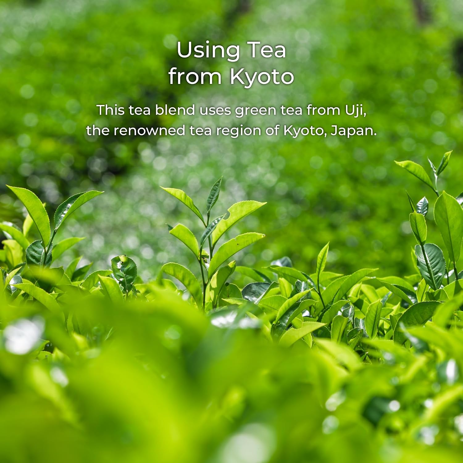 Kawashimaya Organic Kyoto Genmaicha with Matcha Teabag 1 oz (3g x 12p) - Japanese Green Tea with Roasted Brown Rice and Matcha, Made in Japan (Pack of 2)