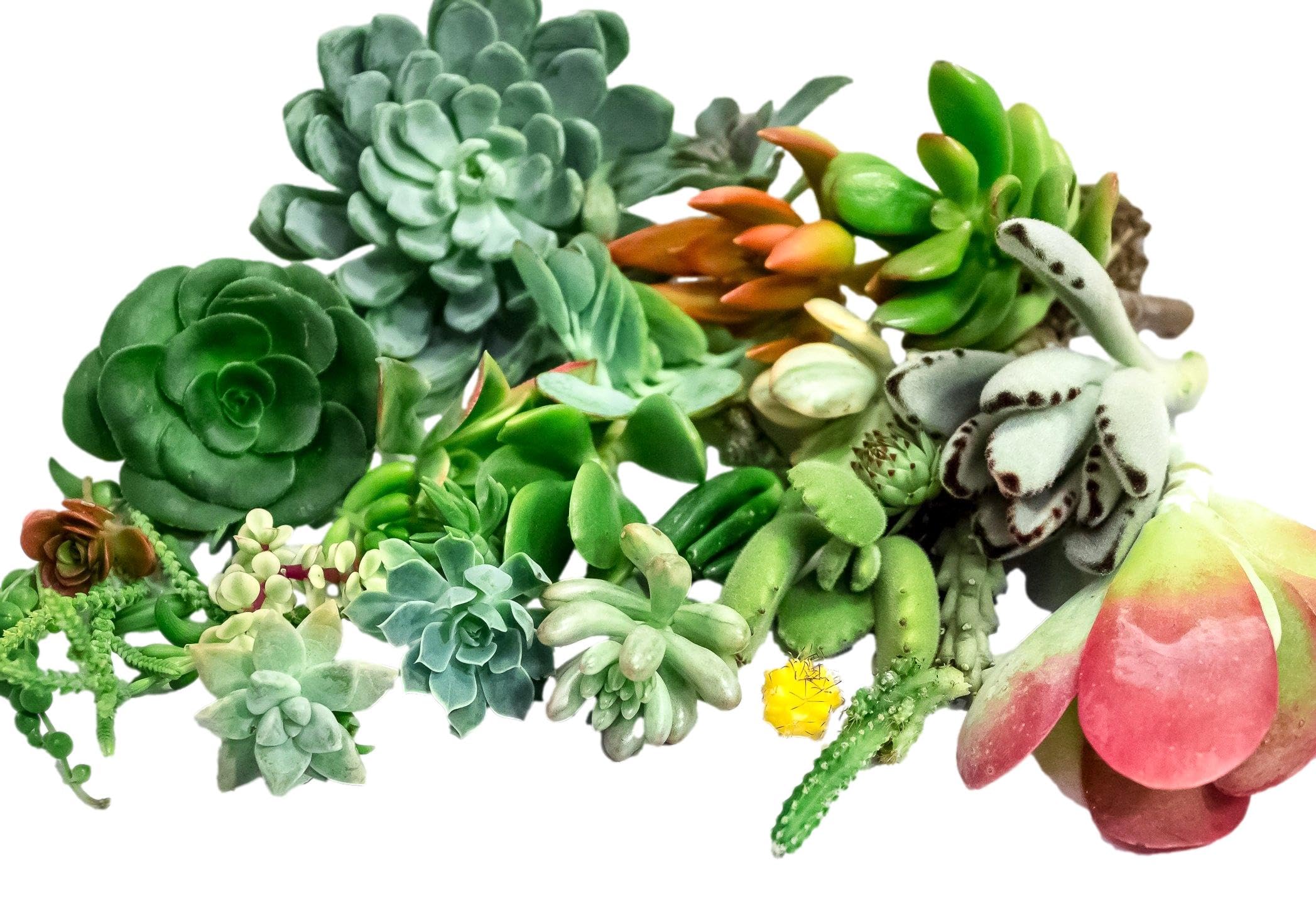 Fat Plants Succulent Cuttings