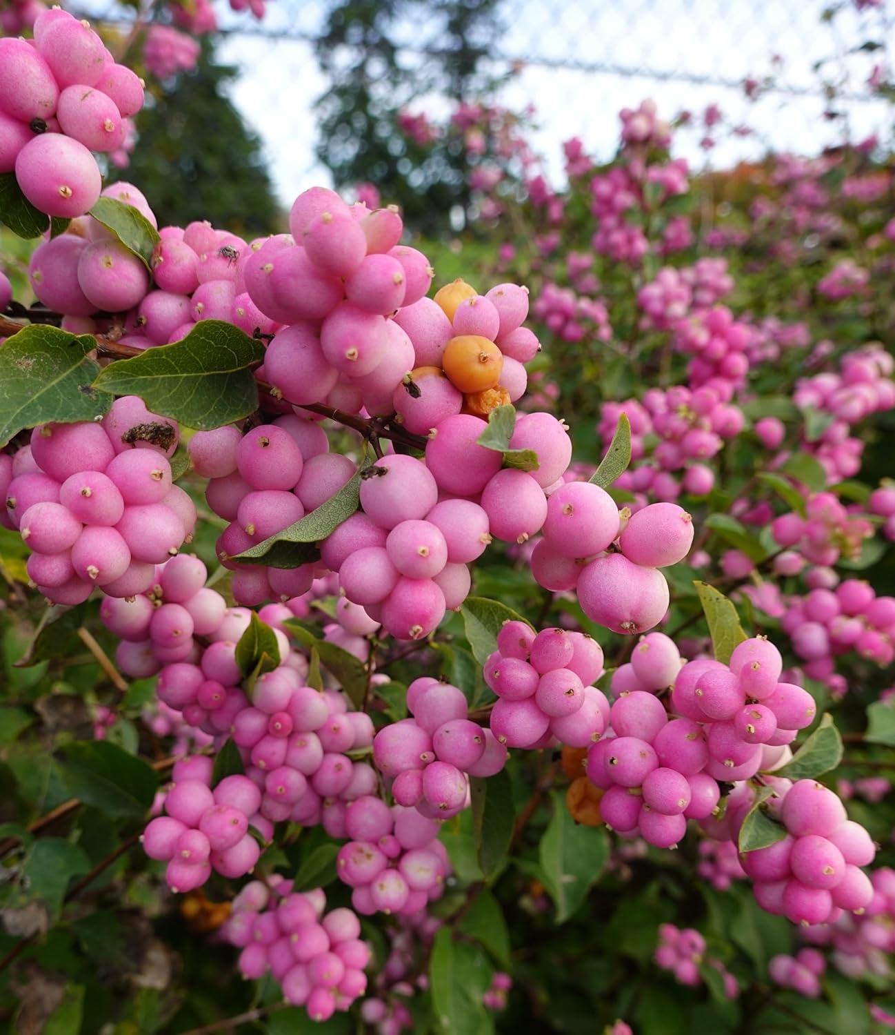 3 Bubble Gum Currant Plants for Growing - 1 Year Old Well Rooted Seedlings - Indian Currant