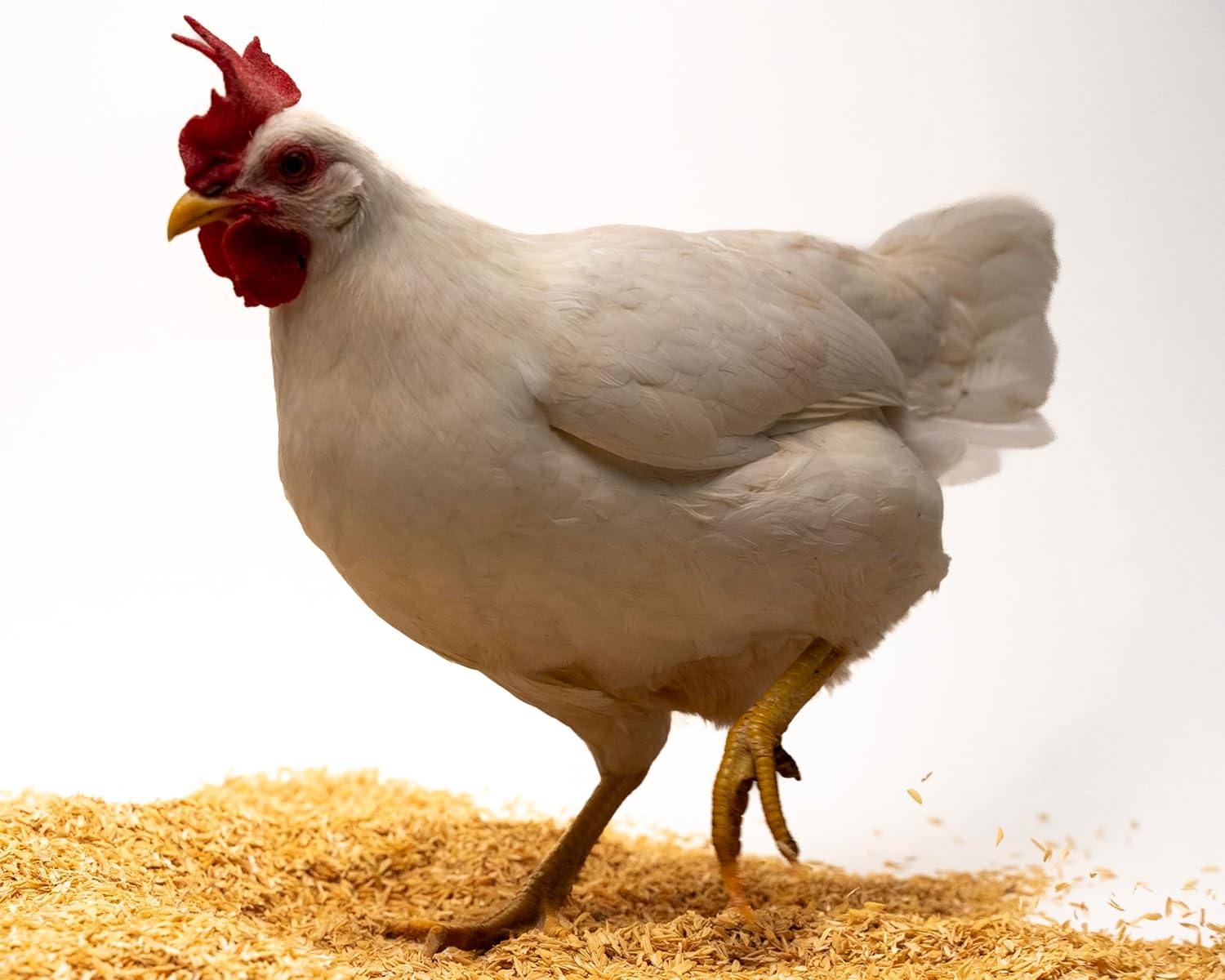 Rice Hulls - Organic Use - 5lb - House Plants – Gardening - Chicken Bedding Nesting (5lb)