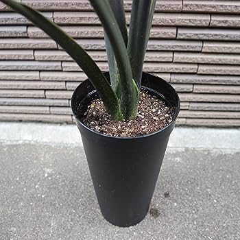 Amazon｜アロカシア・ラウテルバキアナ 3.5号ロングポット仕立て【品種