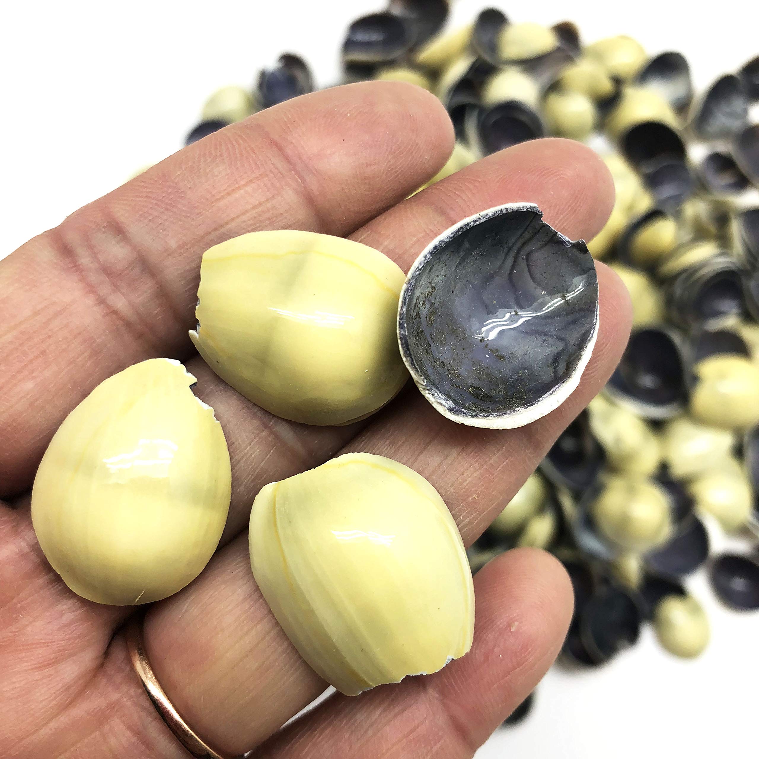 PEPPERLONELY Cut Top Pieces of Money Cowrie Sea Shells, 8 OZ Approx. 380+PC Shells, 1/4 Inch ~ 1 Inch