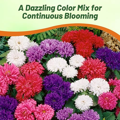 Miniatura 6 de Outsidepride 2000 semillas anuales Callistephus Dwarf Milady Aster Milady Flower Seed Mix para plantar