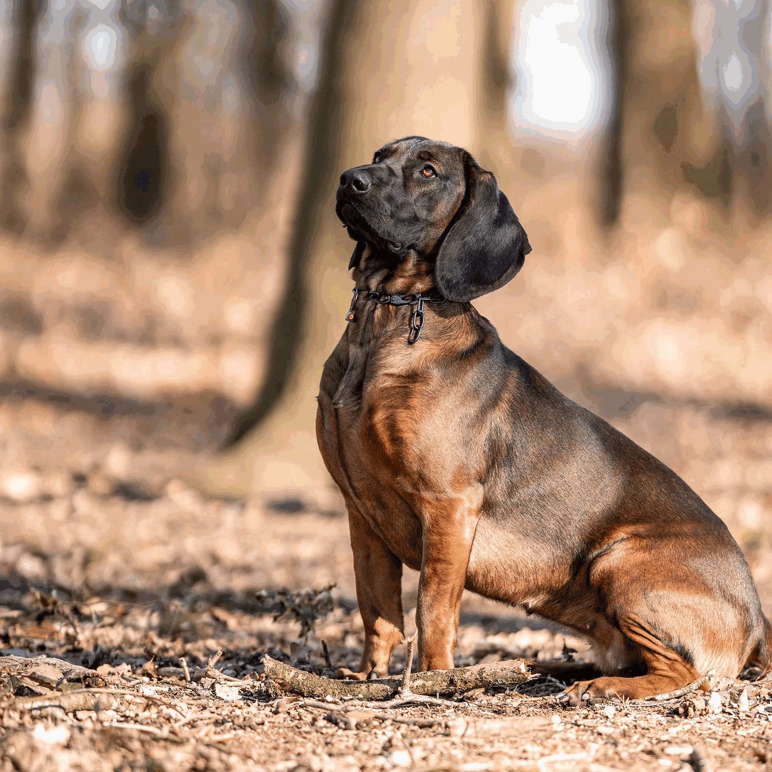 Herm Sprenger Collare a catena per cani, regolabile, in acciaio inossidabile, nero, con maglie medie, per addestramento professionale, con gancio a scatto a sgancio rapido, per cani di taglia media e