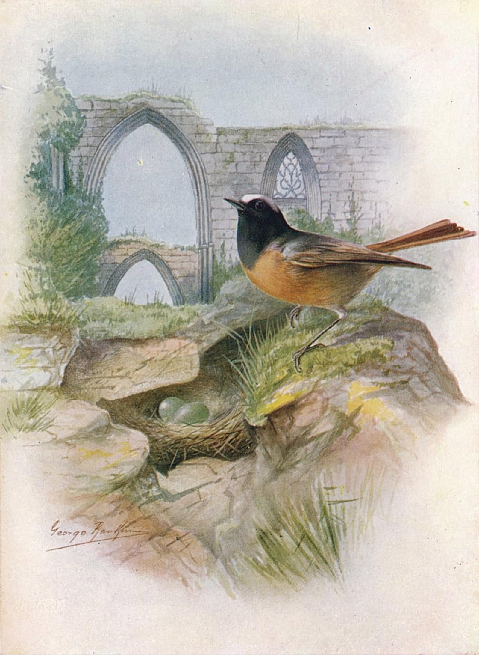 POSTERIIk Vintage Classic Picture Landscape Artwork Redstart Ruticilla Phoenicurus by George Rankin Portrait Canvas Painting for Office Home Decor 60x90cm