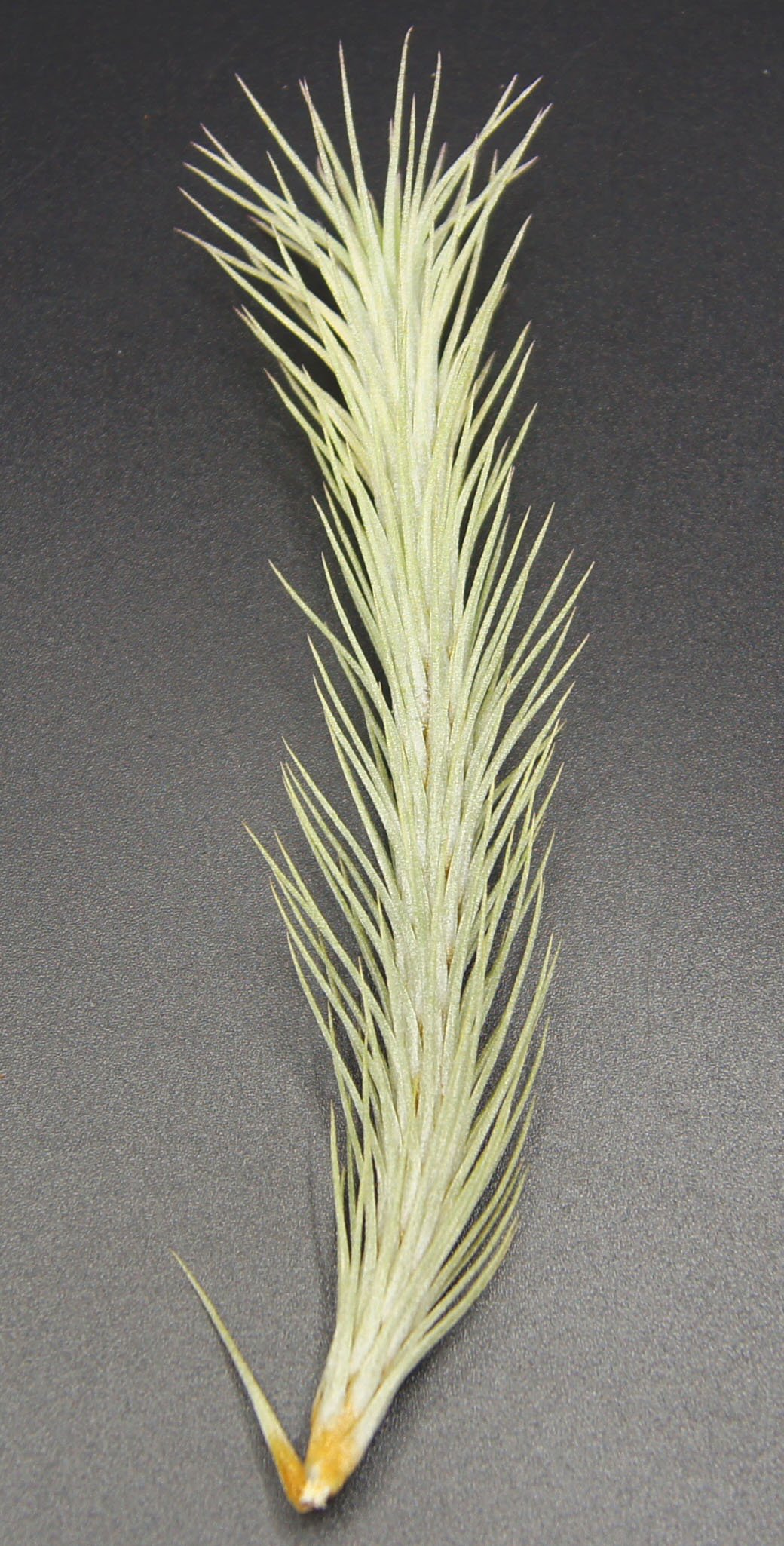 Oplandsien, tillandsia funckiana, roślina jeżynowa.