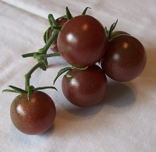 Miniatura 5 de 50+ Semillas de Tomate Cherry - Negro Vegetal