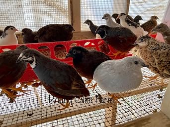 Button & Coturnix Quail Hatching Egg Set - 12 Eggs Total (6 Button eggs and 6 Coturnix eggs) - Shipped in Foam
