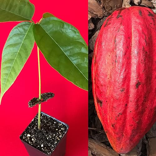 Nueva y saludable planta en maceta de árbol de frutas tropicales de chocolate y cacao de Theobroma rojo de 10-13 pulgadas