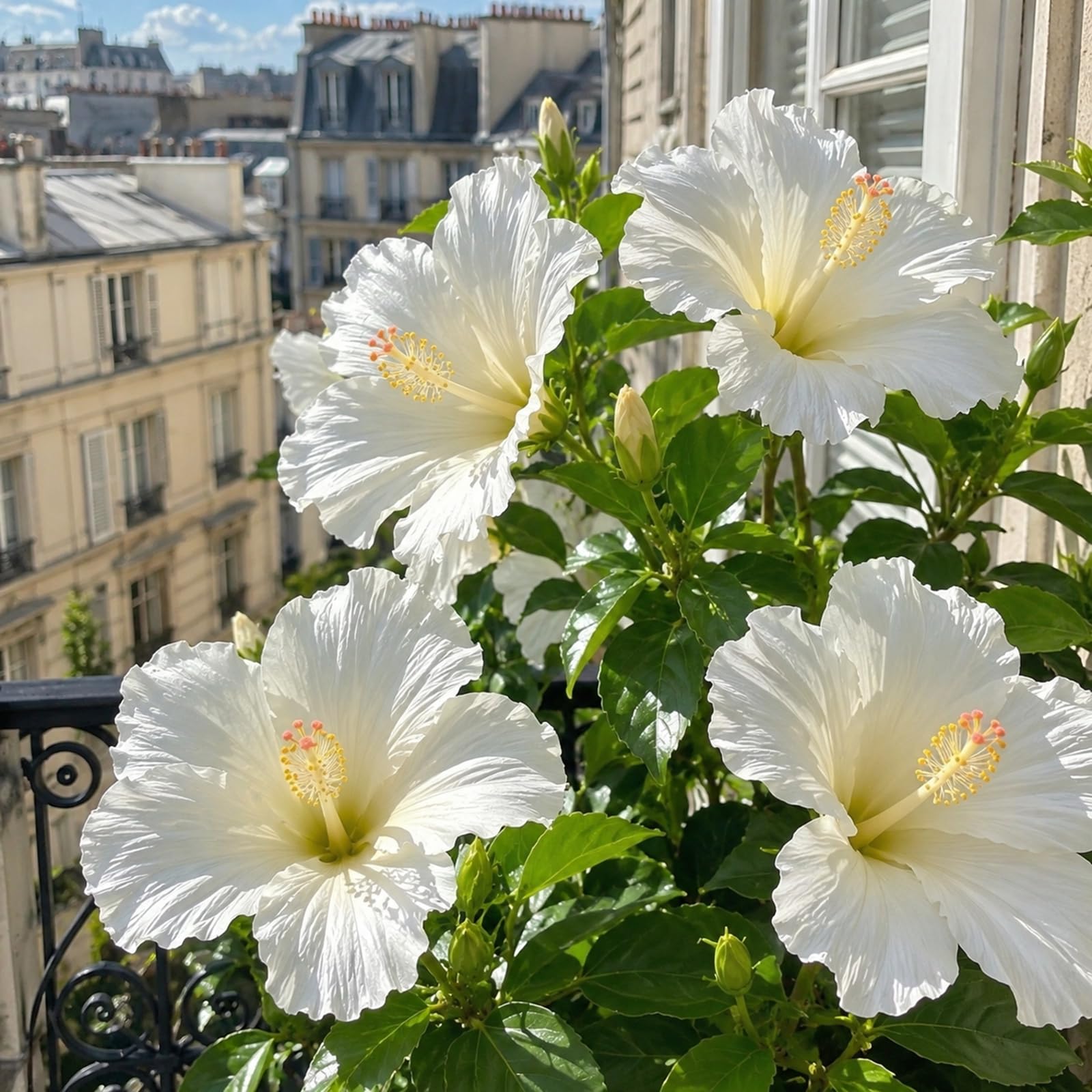 Hibiscus Bulbs for Planting Now,Fragrant, Hardy Herbaceous Perennials, Garden Displays-1 Bulb-A