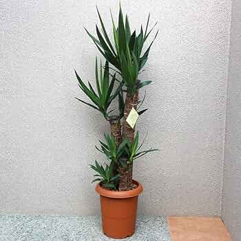 約4年育成・健康株！ユッカ属 大型ロゼット 81WaUzwdEpL._UF350,350_QL50_.jpg