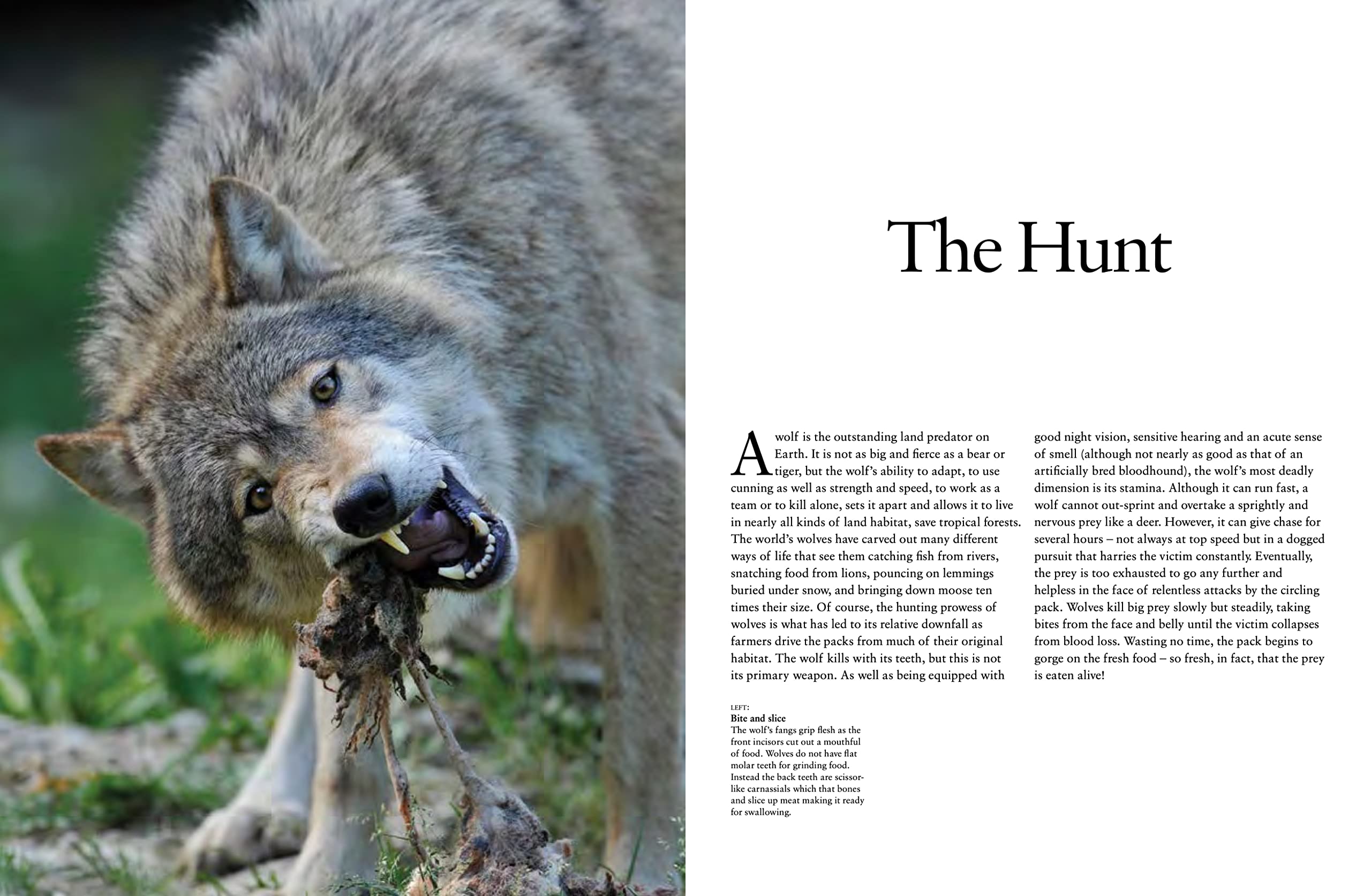 Wolves: Stunning Photographs of Nature's Hunters in the Wild (Animals in Photographs)