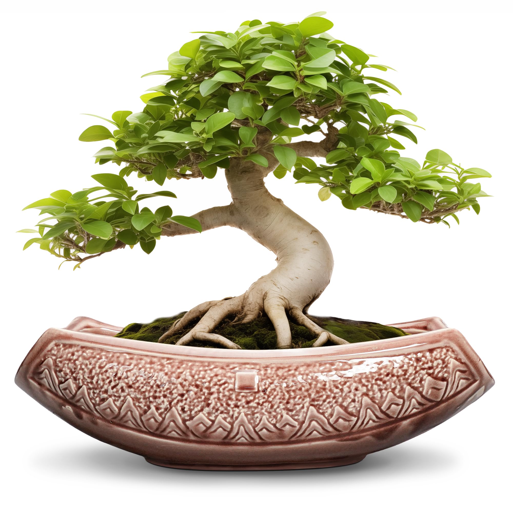 Teagas Large Bonsai Pots 18 Inch
