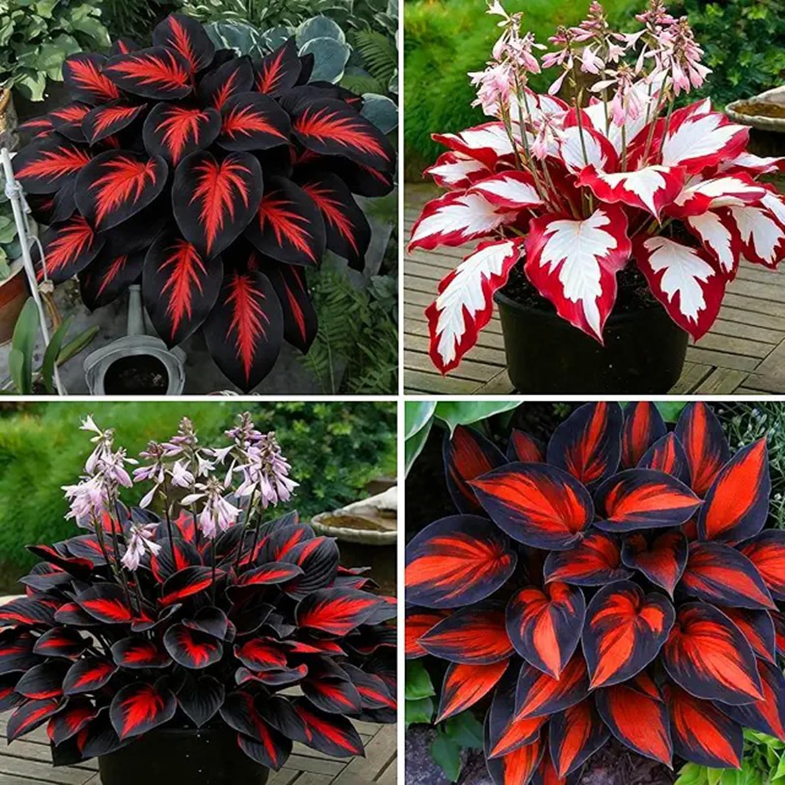 Brilliant Rare Mixed Hosta, Hardy/Perennials, ShadeTolerant, Use for Ground Cover & Pots, Create Cool Shaded Gardens, Excellent Display-3 Bulbs-A