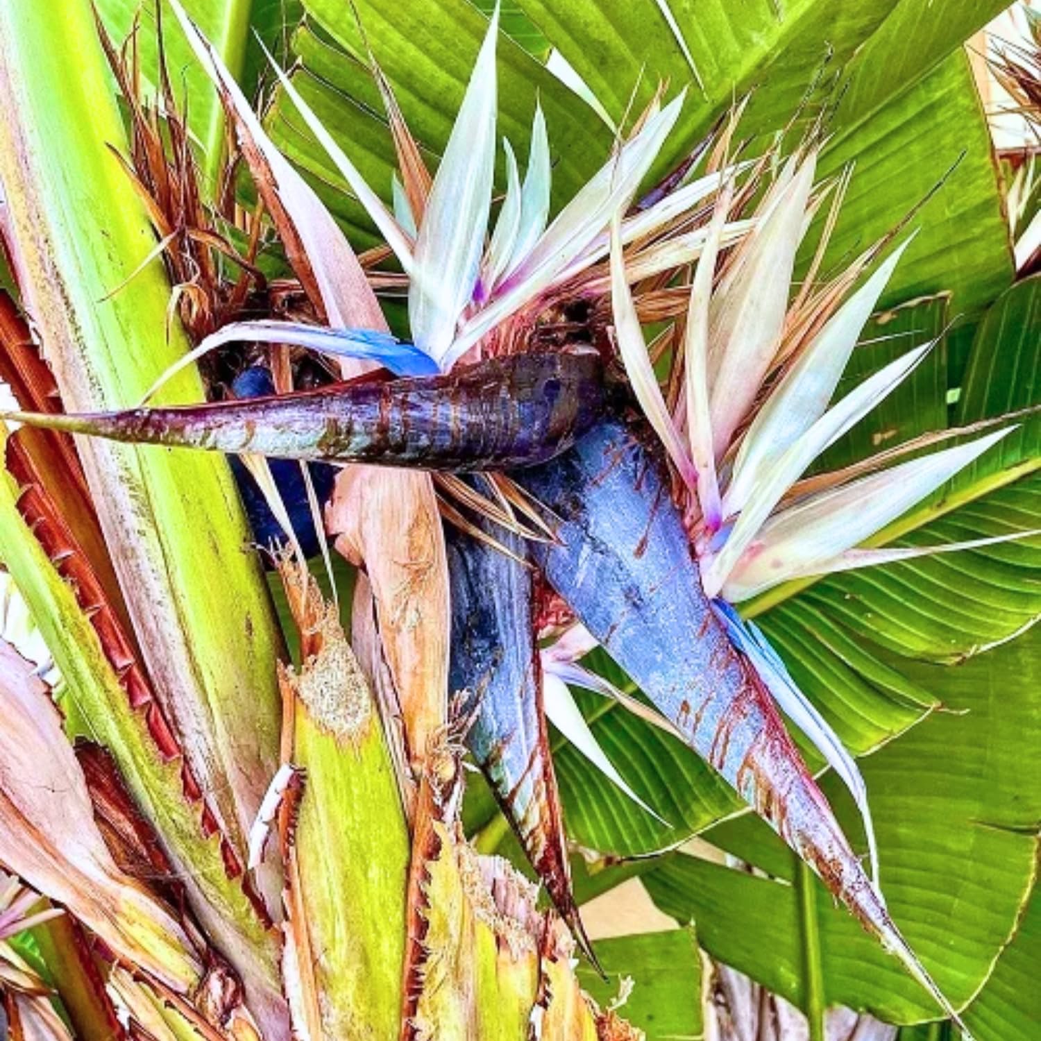 White Bird of Paradise Plant Live Houseplant, 5-12 Inch Tall, Ornamental Strelitzia Reginae Live Plant for Indoor Outdoor