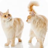 For the Love of Cats