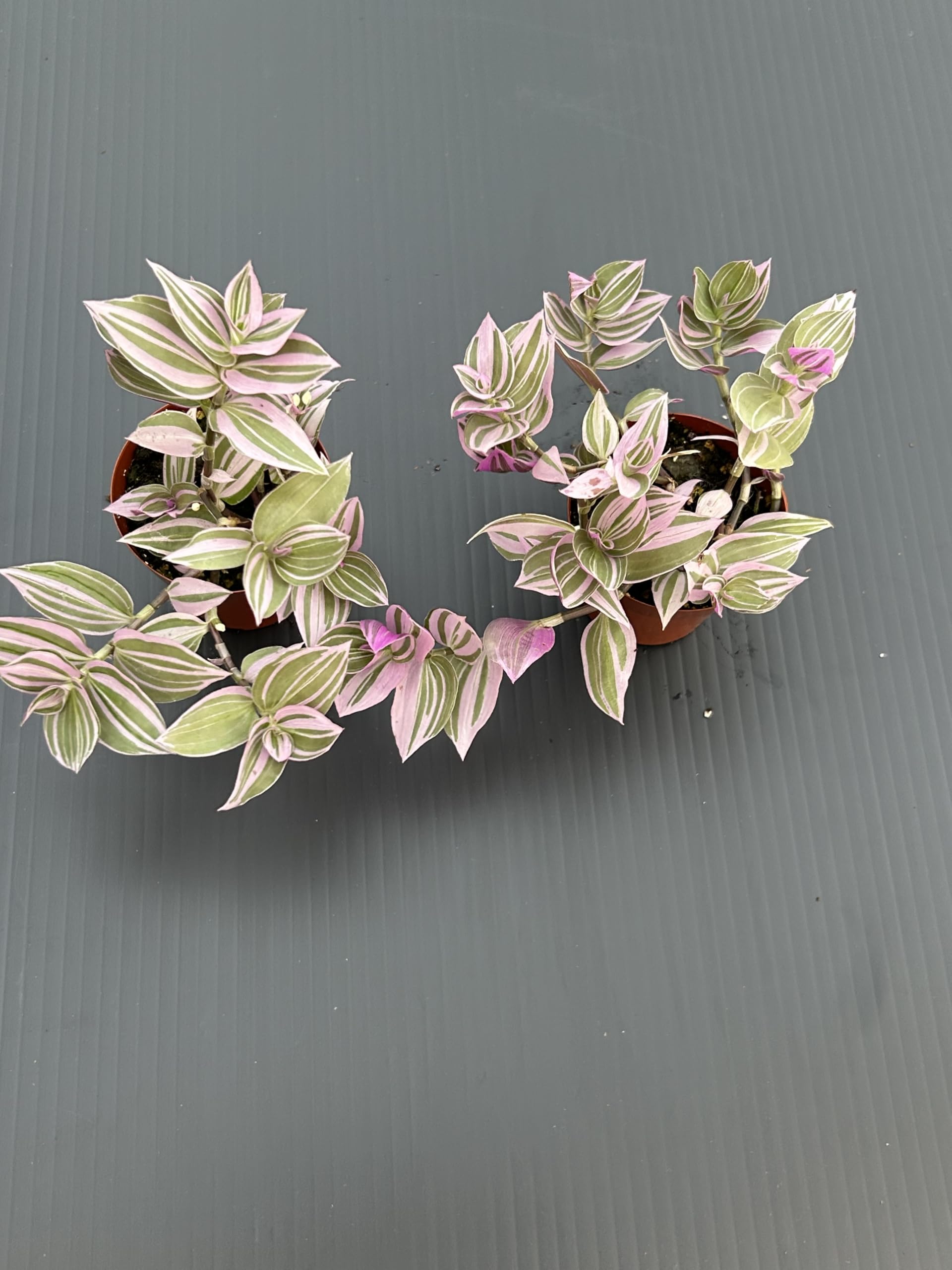 Amazon.com : Live Tradescantia Fluminensis Lavender Plant