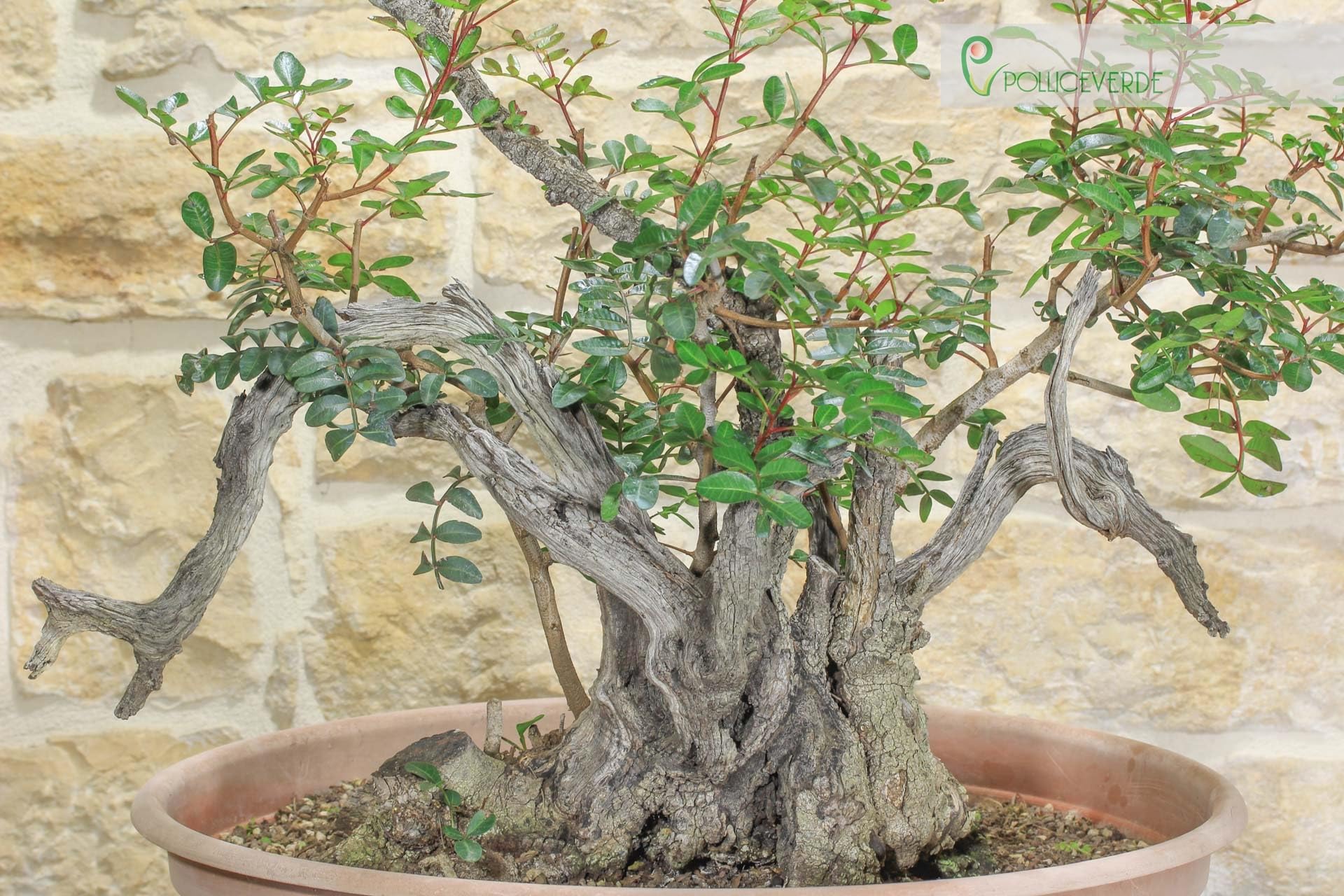 Pre bonsai yamadori di Lentisco (2)