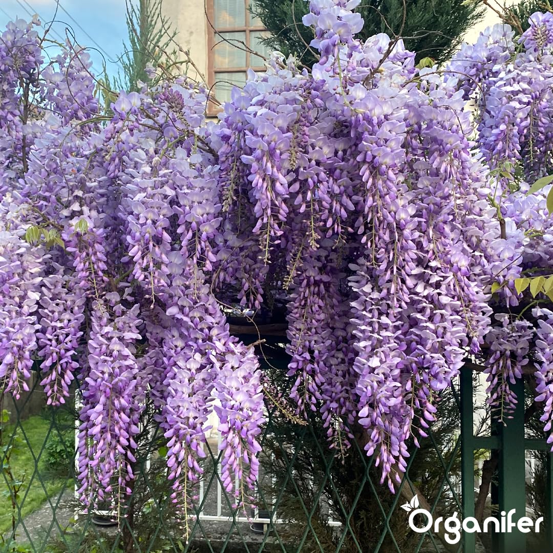 Fertilizante Líquido Para Glicina - 2x1L - NPK 2-1-8 | Abono Para Hojas Saludables Y Crecimiento Fuerte - Refuerza Raíces Y Vitalidad - Organifer