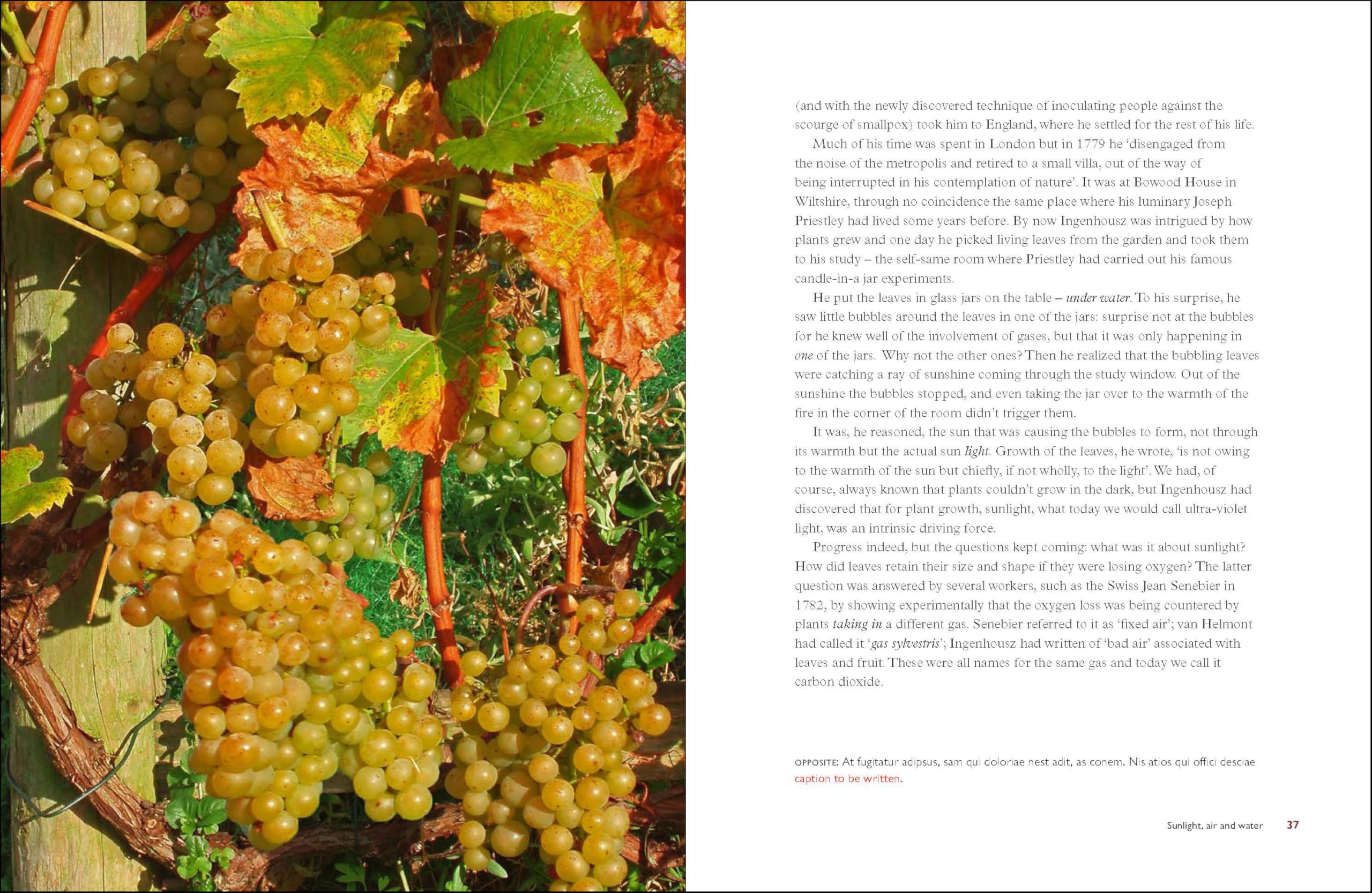 Taste the Limestone, Smell the Slate: A geologist wanders through the world of wine