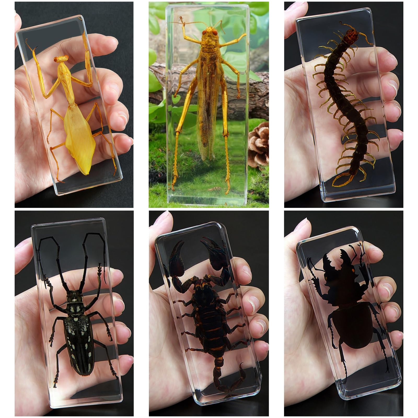 DRXRD 6 Set di Esemplari di Insetti, Insetti in Resina, Decorazione Tassidermica in Ambra, per la Scienza Prescolare, la Collezione e la Decorazione della Casa