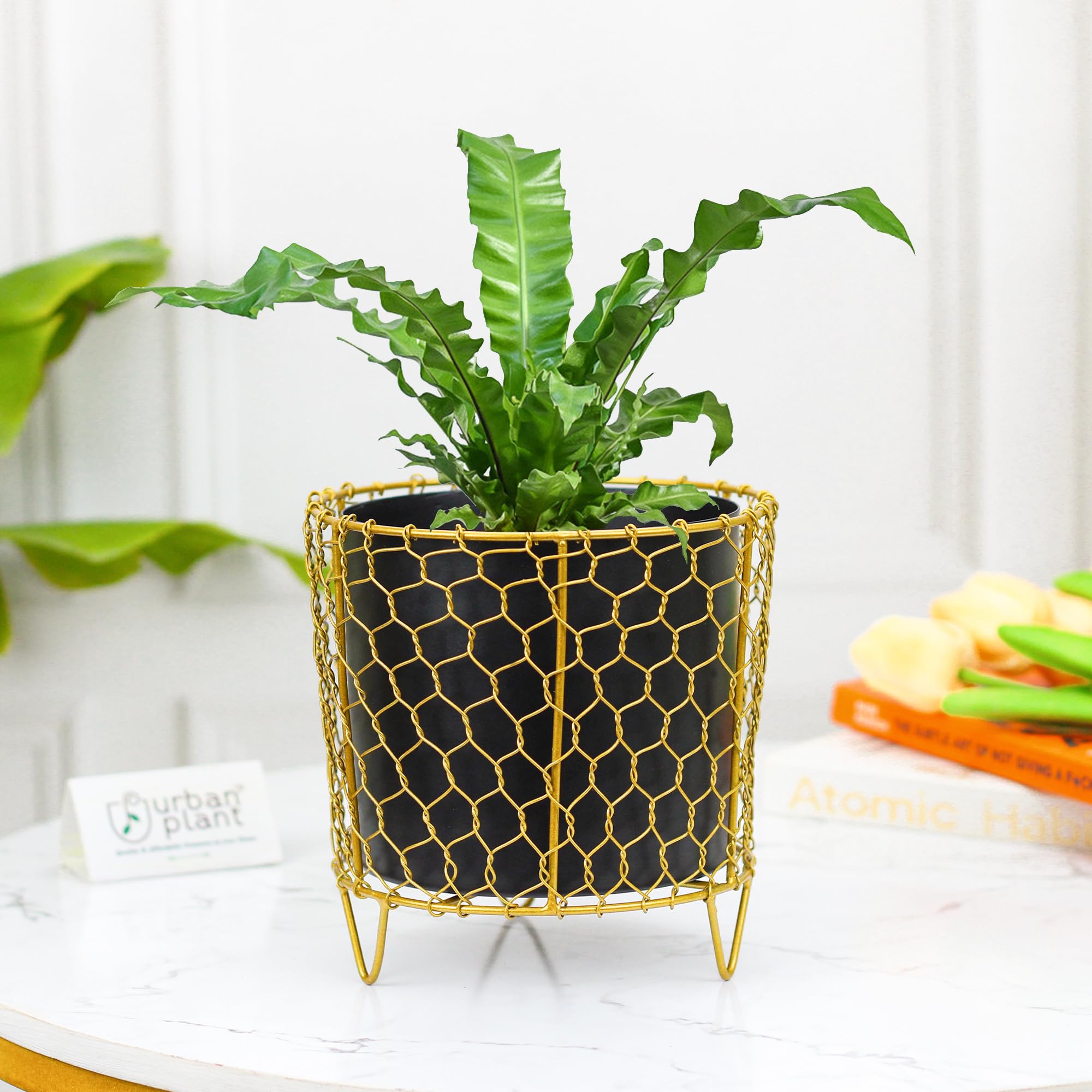 See full amazon price history chart for Urban Plant Golden Cage Metal Planter | Planter for Indoor and Outdoor | Modern Designer Planter Pots for Living Room | Planter Pot for Office Decor | Rustproof Powder Coated Material - 6" Urban Plant Golden Cage Metal Planter | Planter for Indoor and Outdoor | Modern Designer Planter Pots for Living Room | Planter Pot for Office Decor | Rustproof Powder Coated Material - 6" (B0C37HCK4X) Amazon Price History, Amazon Price Tracker