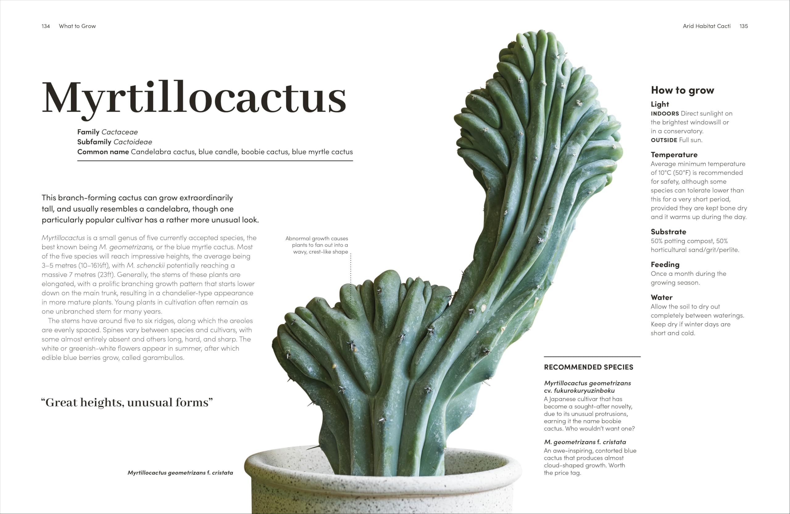 Cacti and Succulents: The Plant Rescuer's On-point Advice to Keep Your Plants Looking Sharp