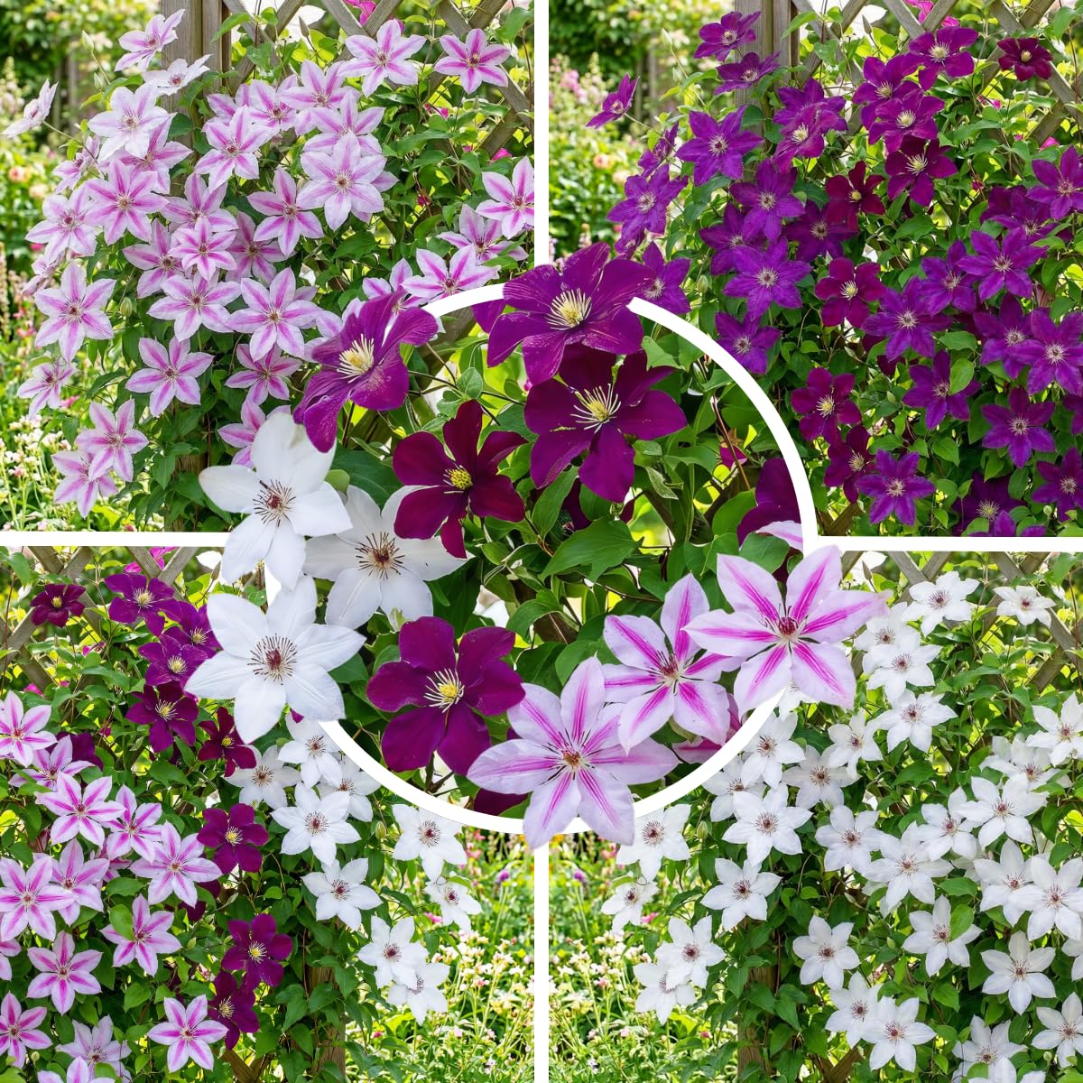 Clematis Tricilor Kollektion (3 Pflanzen), Mix von 3 Sorten, 1 von jeder Farbe, Winterhart und Mehrjährig, Stauden aus Holland (kein Samen, Zwiebeln und nicht künstlich)