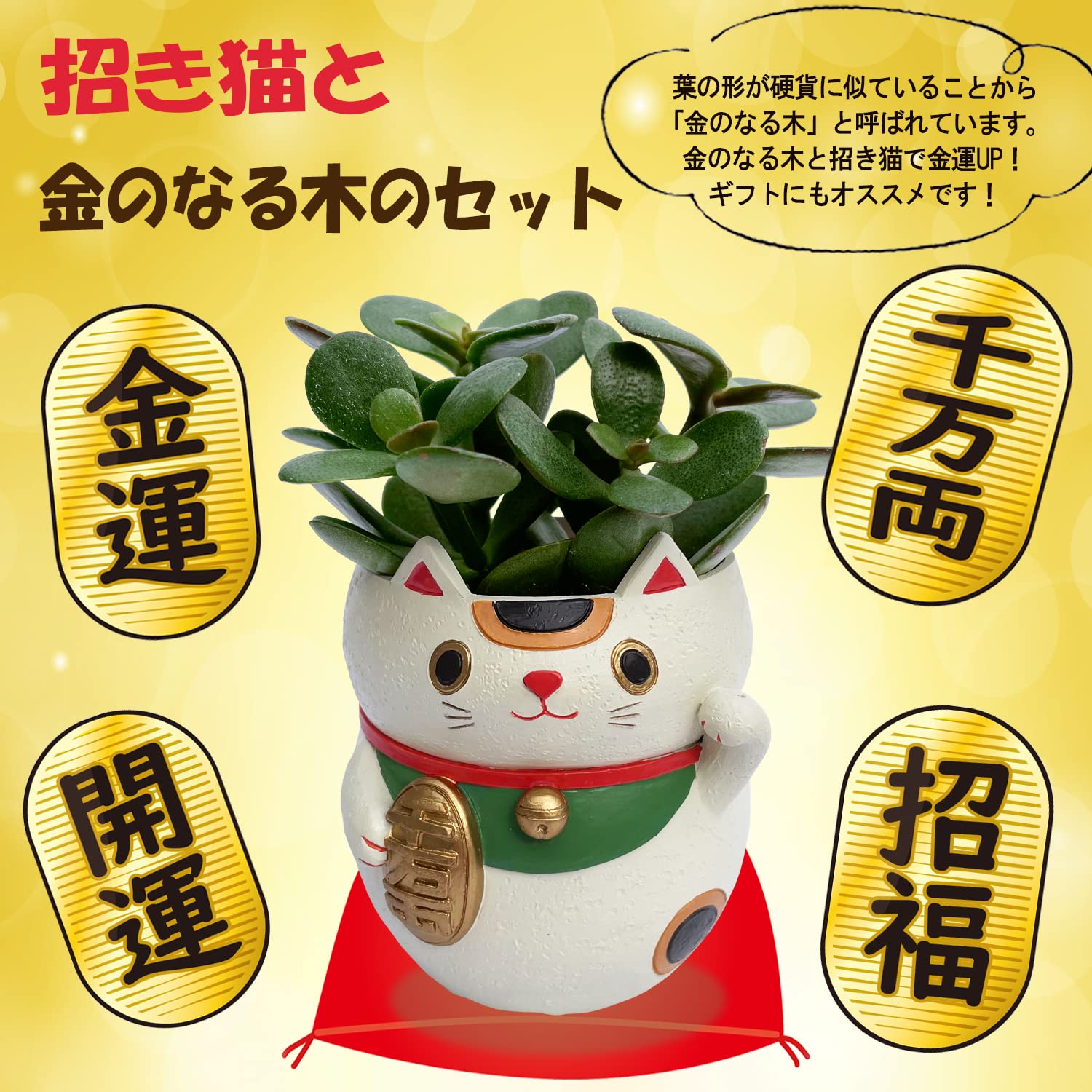 Amazon｜花のギフト社 招き猫 置物 金のなる木 多肉植物 観葉植物 本物