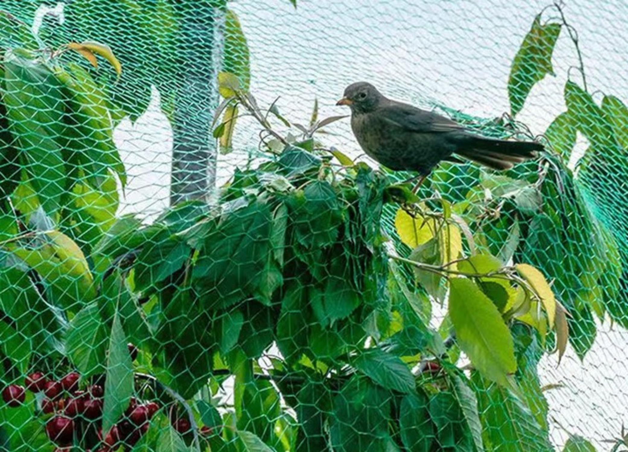Amazon.co.jp: 防鳥ネット 緑色 鳥避けネット 20mm極細網目 鳥よけ 