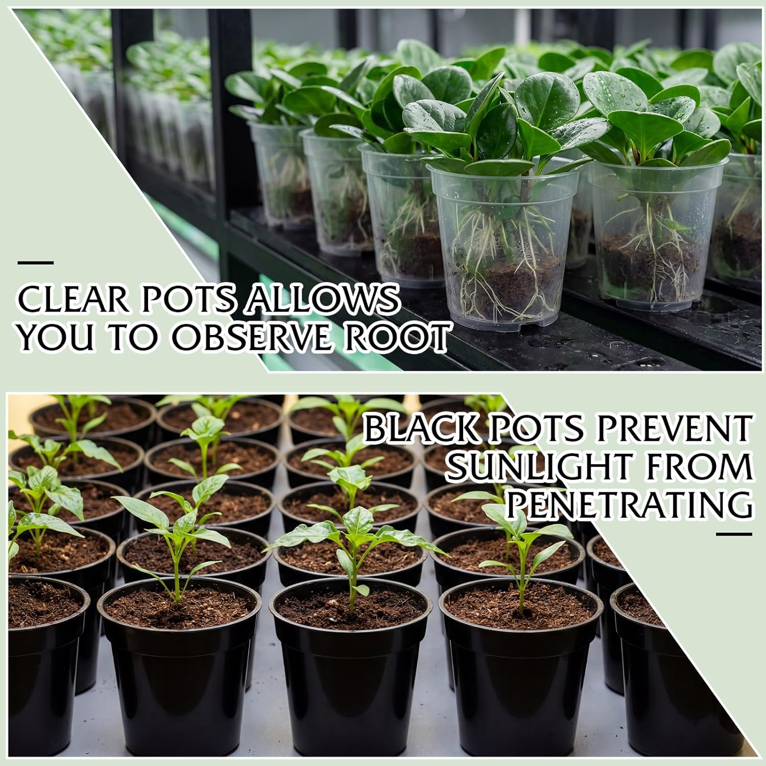 Sliner 200 Pcs 2 Inch Plastic Nursery Pot Mini Seedling Planter Flower Planting Pots Plastic Planters with Drainage Holes for Outdoor Indoor Flower, Starting Seedlings, Black, Clear