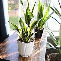 Vista 11 de Planta de serpiente viva con maceta blanca decorativa, Sansevieria Trifasciata Superba, planta de interior enraizada completamente, planta de lengua