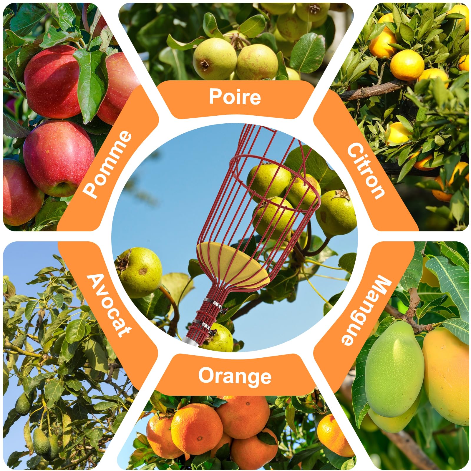 SISUPASSIE Cueille Fruit Télescopique 6m, Cueille Cerise Telescopique avec Grand Panier, Ramasse Cerise pour Pommes, Oranges, Citrons, Mangues, Avocats