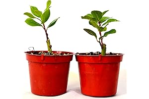 9GreenBox - Planta de Laurel Natural Viva