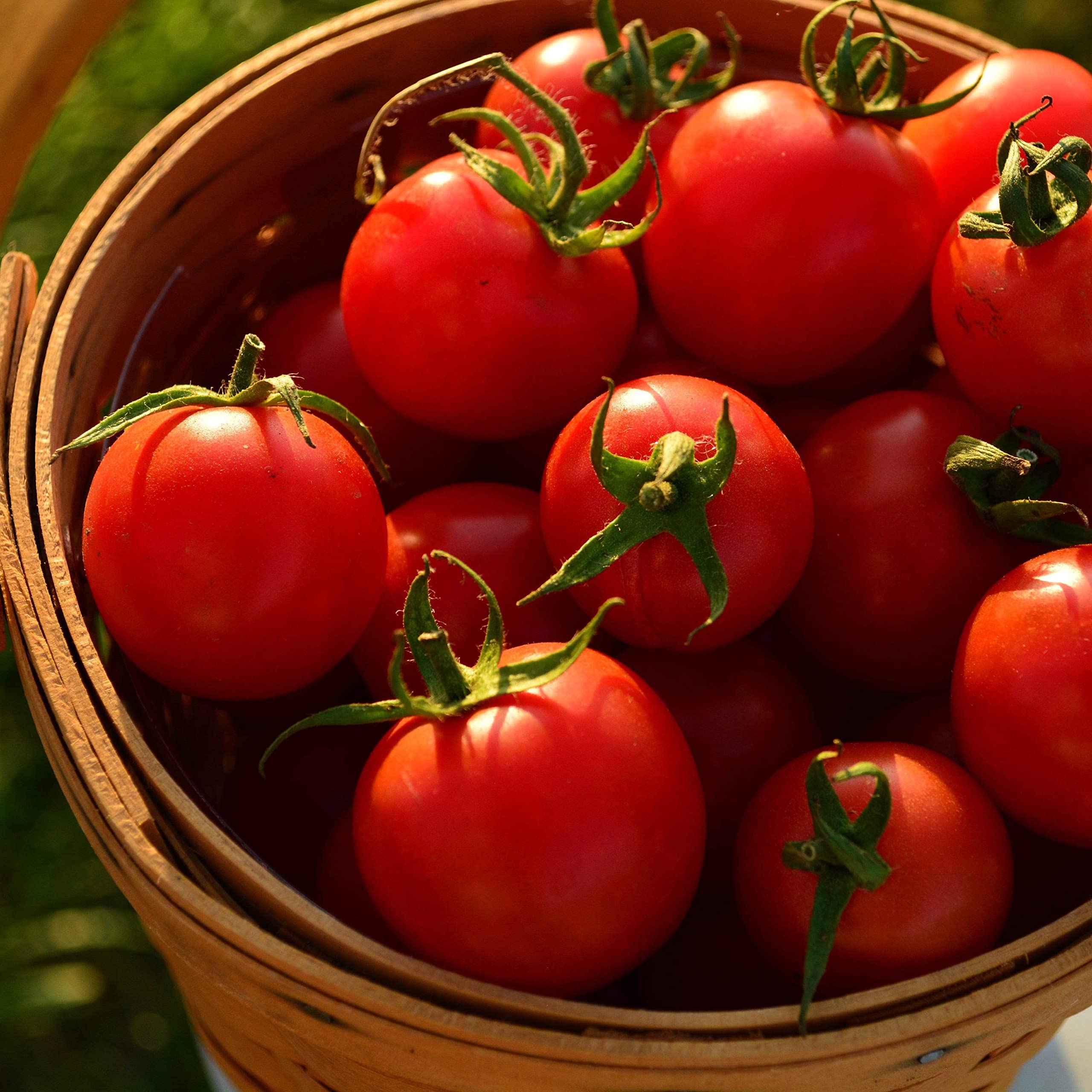 ToMaToページ② 600x451x90-TSX-