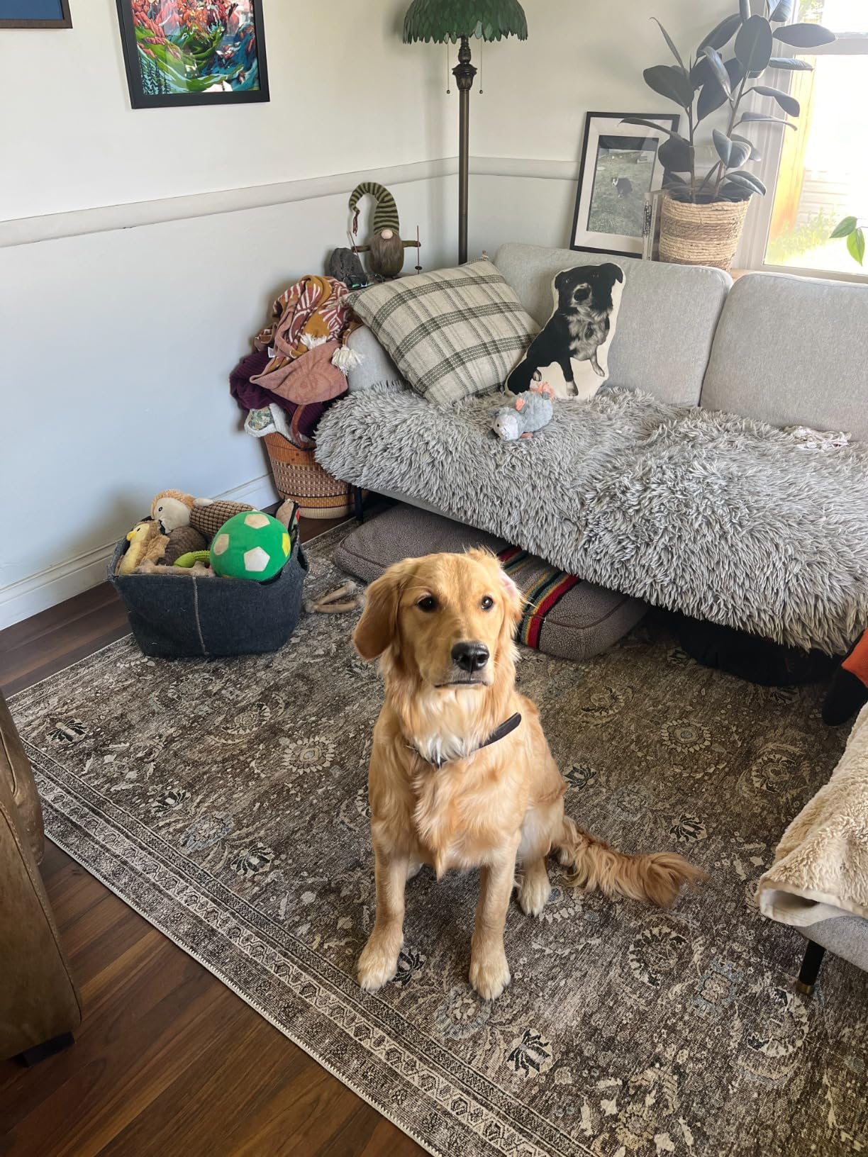 Works great with dogs