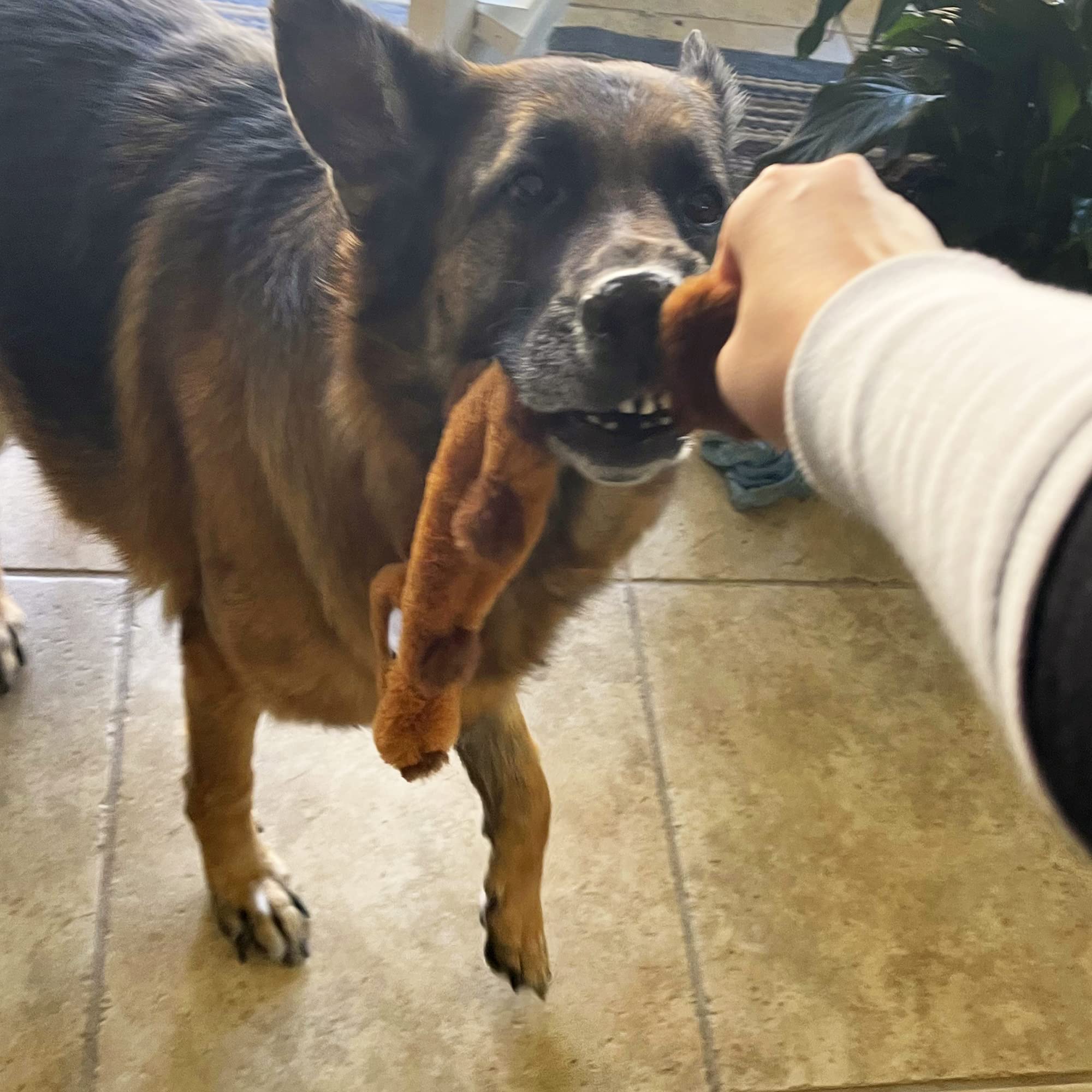 Jalousie Paquete de 5 Juguetes chirriantes para Perros sin Relleno con Forro Duradero, sin Relleno, Juguetes para Perros sin Relleno, Juguete chirriante para Perros medianos y Grandes