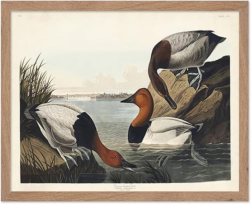 Miniatura 90 de Poster Master Póster vintage de colibríes, impresión de formas de arte retro en la naturaleza, arte de pájaros, regalo para él, ella y amante de los